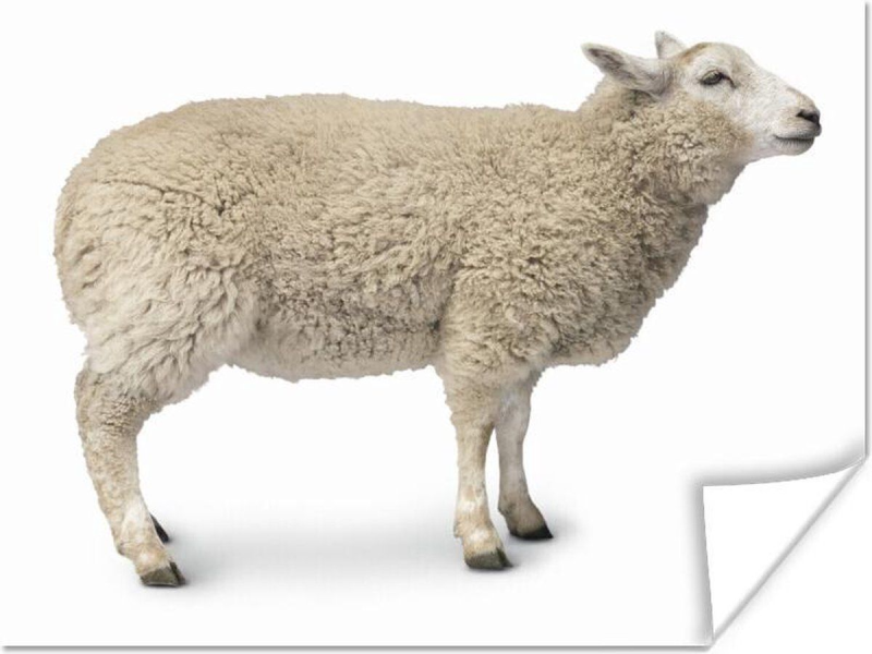 Баран вид сбоку