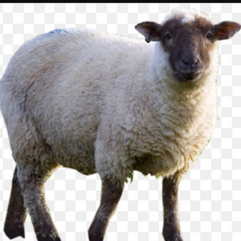 Овечка на белом фоне
