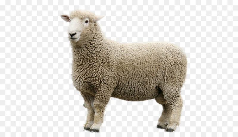 Овца без фона