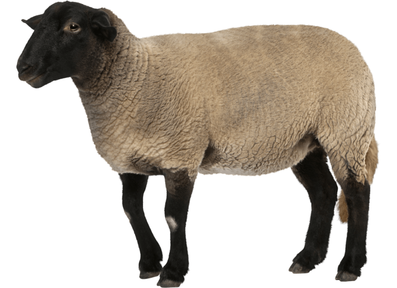 Баран на белом фоне