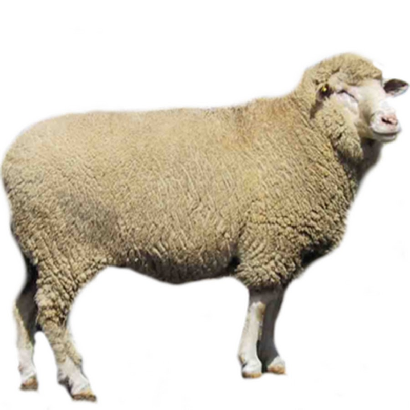 Овца для дошкольников