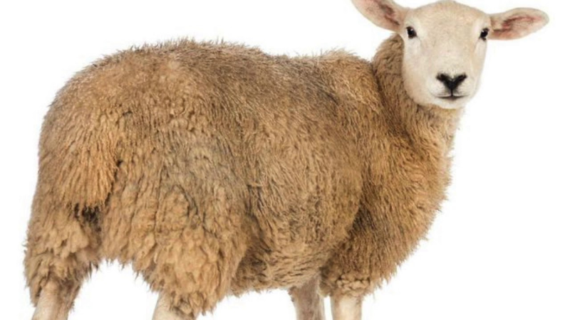 Овца на белом фоне