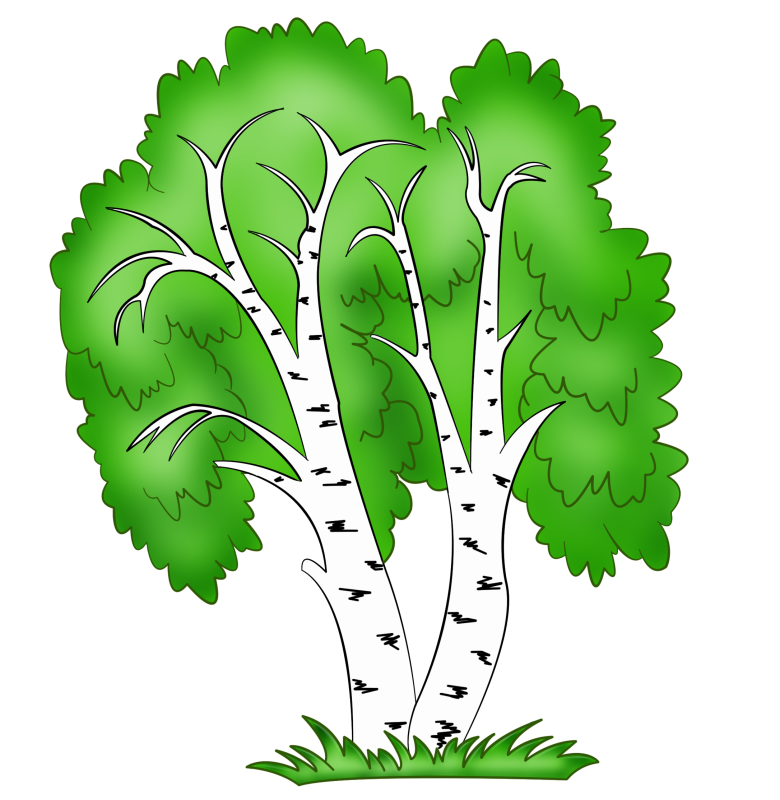 Береза мультяшная