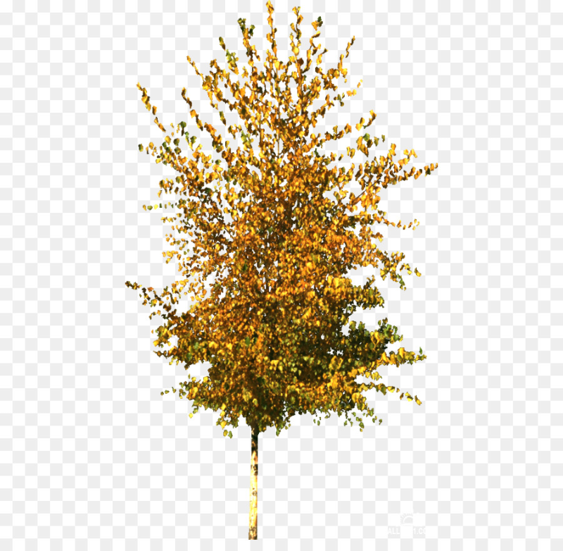 Осенние кусты на прозрачном фоне