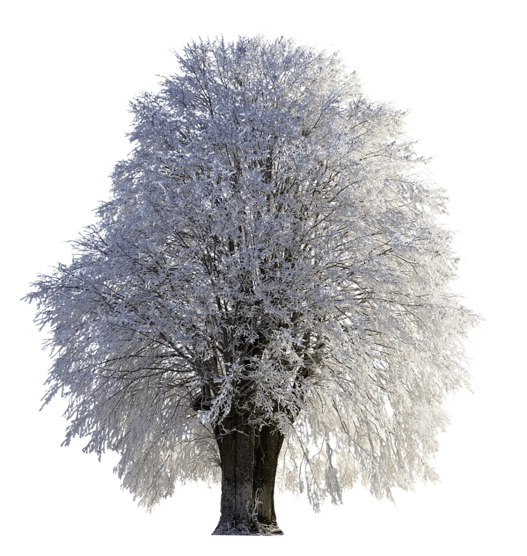 Зимние деревья