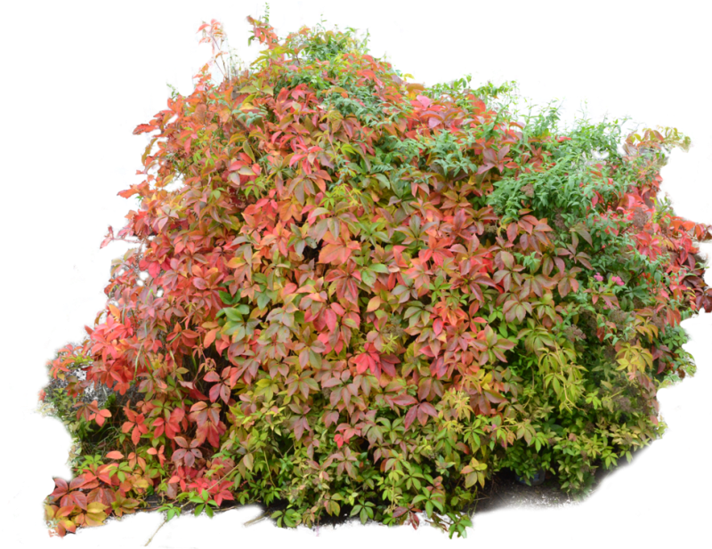 Спирея японская Нана