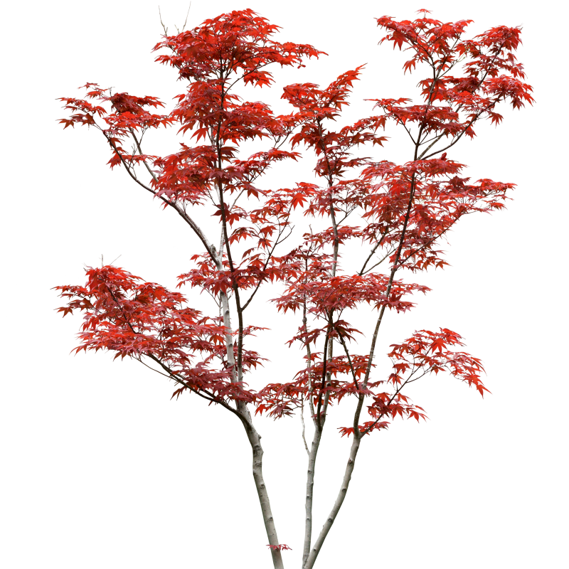 Клен Гиннала осень