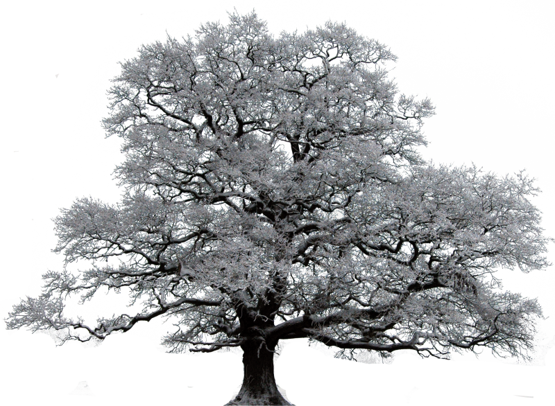 Зимнее дерево на прозрачном фоне