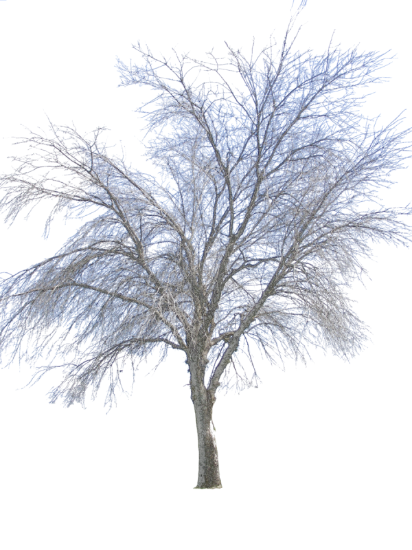 Зимнее дерево на прозрачном фоне