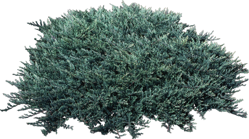 Можжевельник Винтер Блю