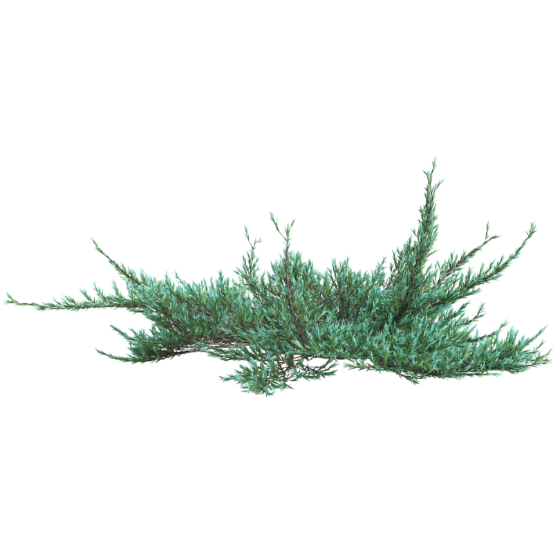 Можжевельник на белом фоне