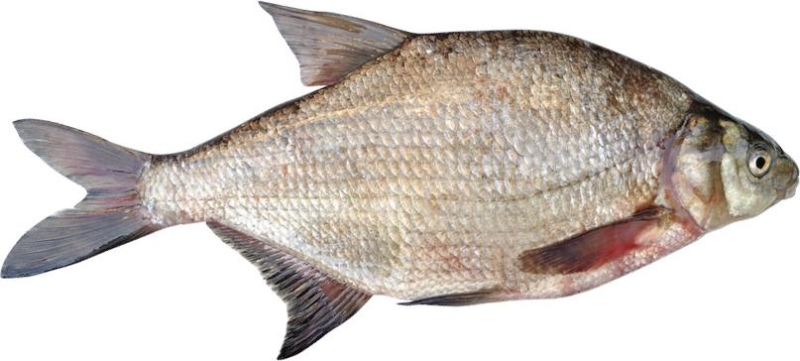 Густера рыба