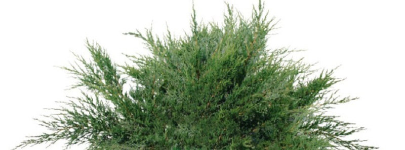 Можжевельники Блю Эрроу и минт джулеп