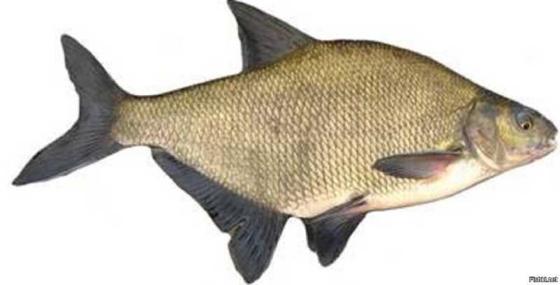 Речная рыба подлещик
