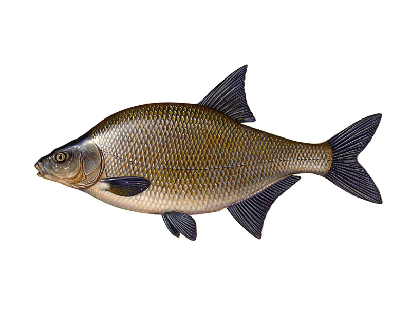 Лещ – Abramis brama