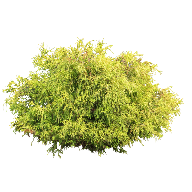 Можжевельник Пфитцериана Ауреа