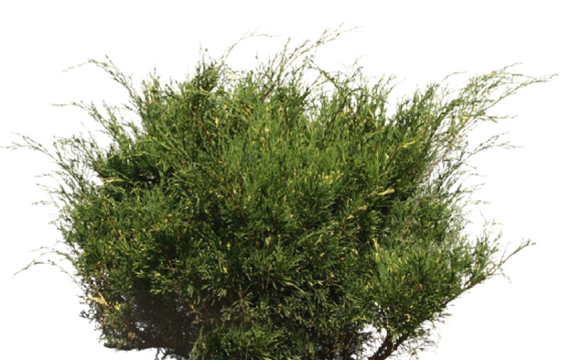 Можжевельник казацкий Rockery Gem