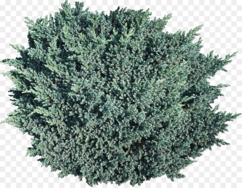 Можжевельник Блю Спайдер