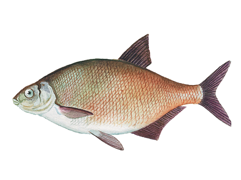 Речная рыба лещ