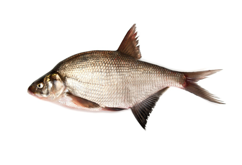 Густера рыба