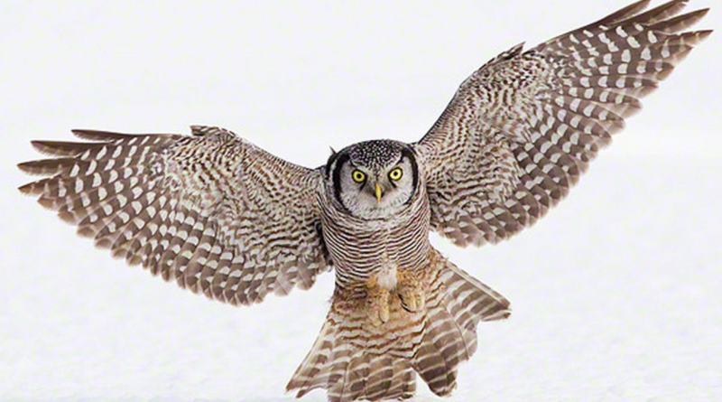 Сова на белом фоне