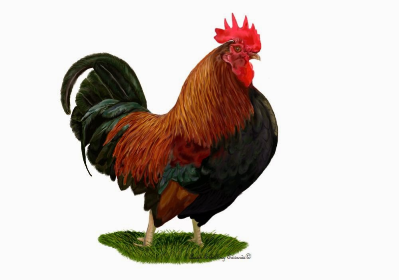 АКТУХ на белом фоне