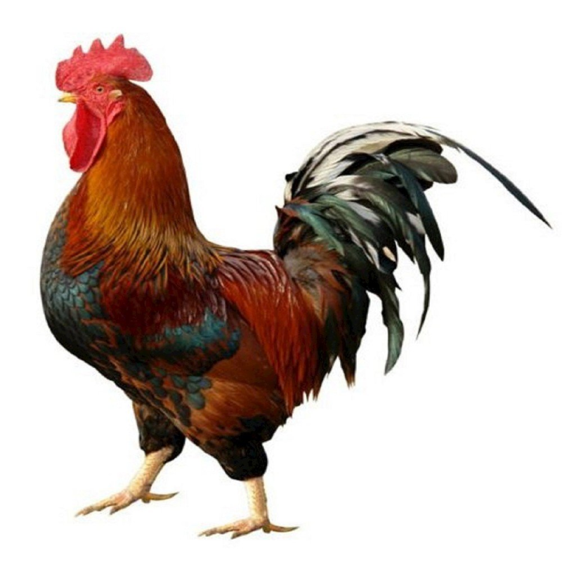 Красивый петух