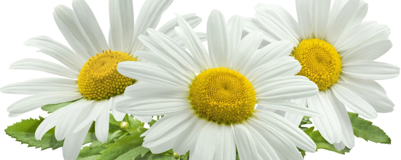 Ромашка на белом фоне