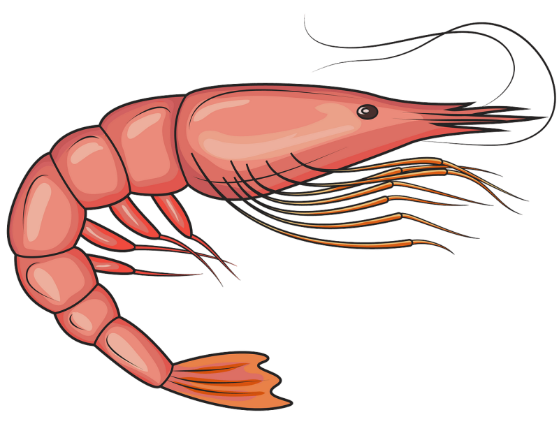 Креветки мультяшные