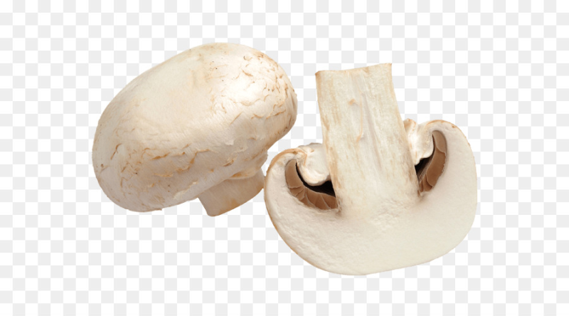 Шампиньон в разрезе