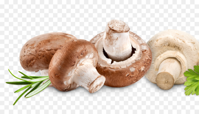 Шампиньоны на белом фоне