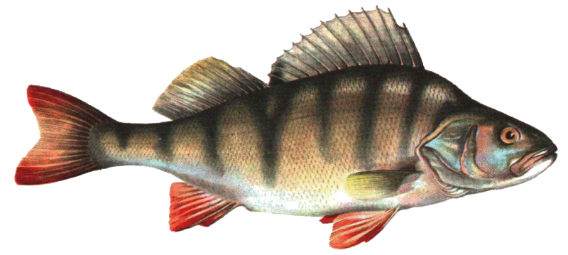 Речной окунь perca fluviatilis