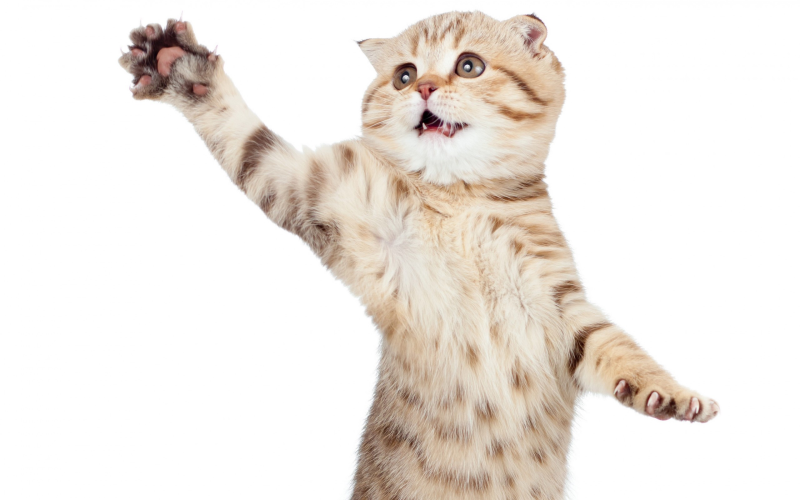 Котенок на белом фоне