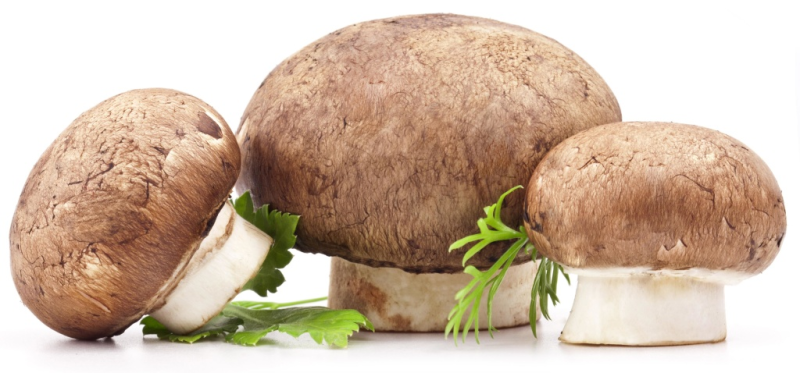 Грибы на белом фоне