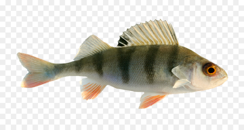 Окунь на белом фоне