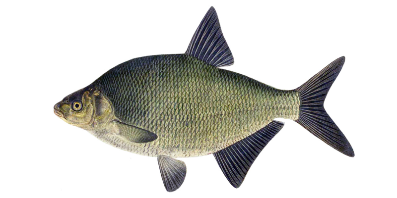 Лещ карповые