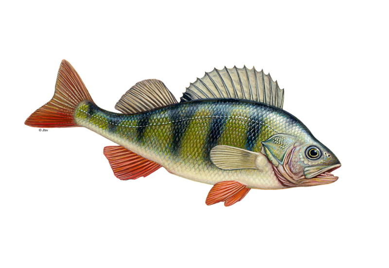 Красноперый окунь