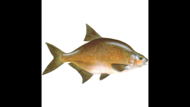 Лещ – Abramis brama