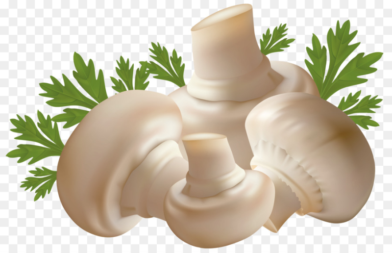 Шампиньон для детей на прозрачном фоне