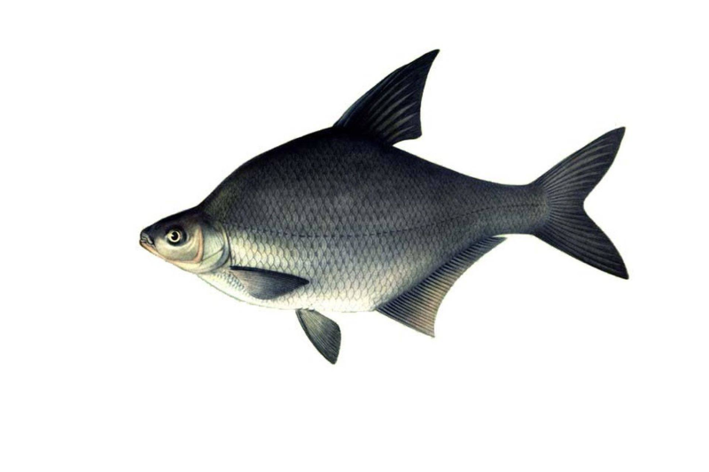 Белый Амурский лещ