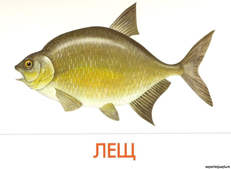 Речные рыбы для дошкольников