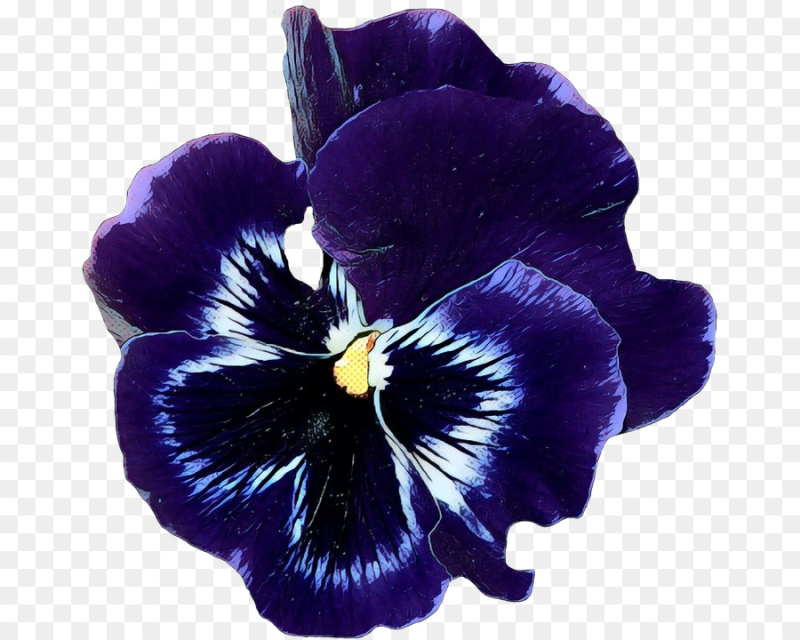 Анютины глазки синий с фиолетовым