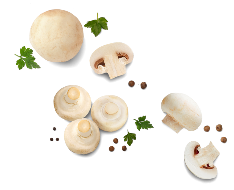 Шампиньоны на белом фоне