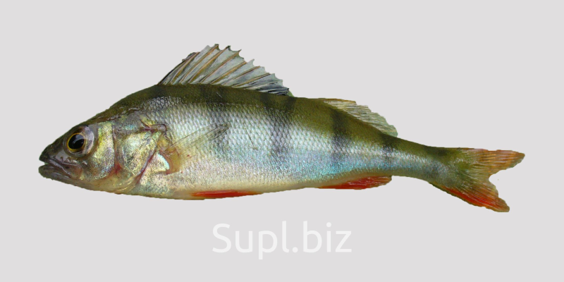 Речной окунь