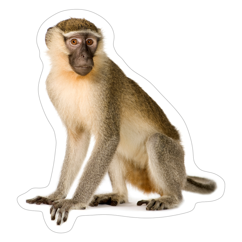 Обезьяна на белом фоне