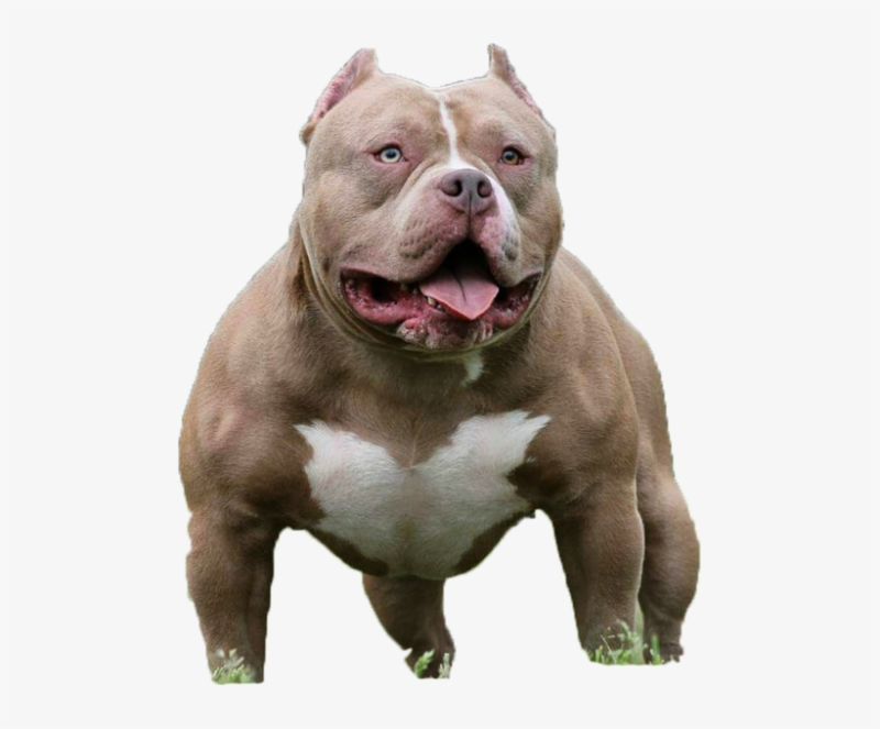 Американский питбуль