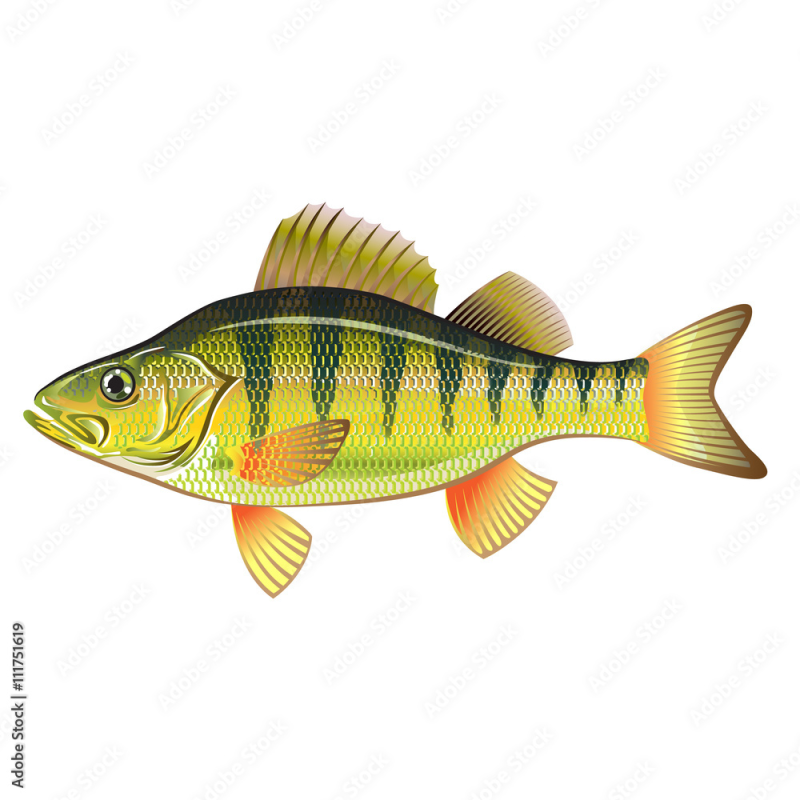 Окунь на белом фоне