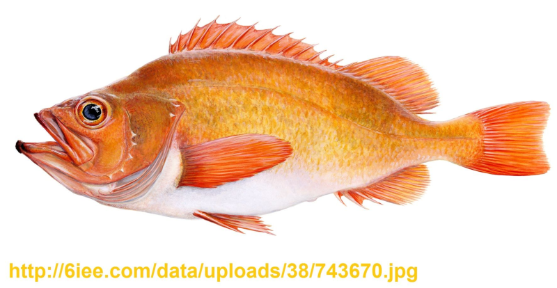 Окунь Маринус (золотистый)