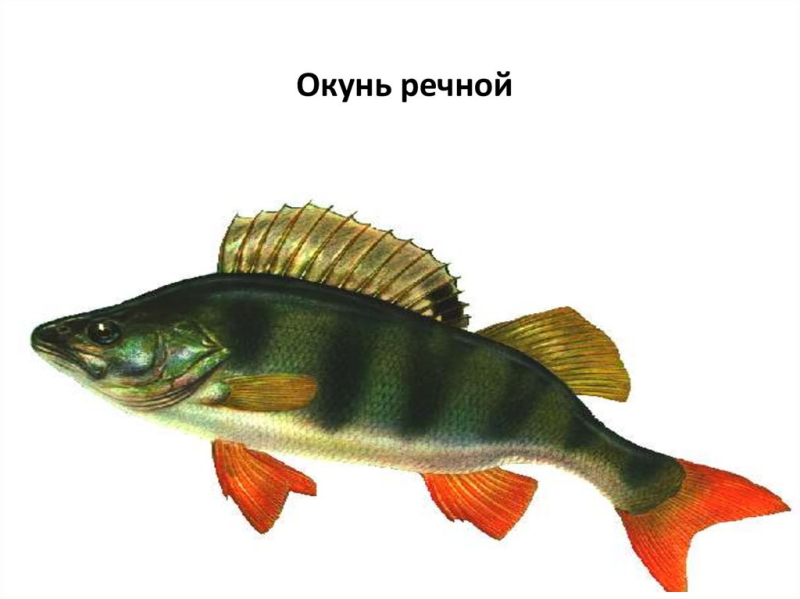 Окунь Горбач Речной