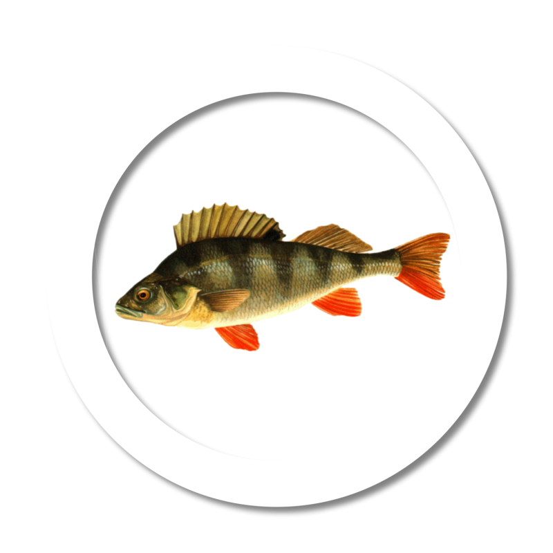 Окунь на белом фоне